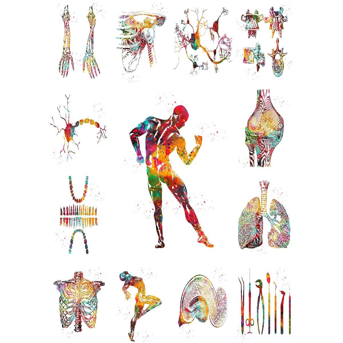 Anatomiczna struktura mięśni p – Interior Design Landscape recenzja i cena